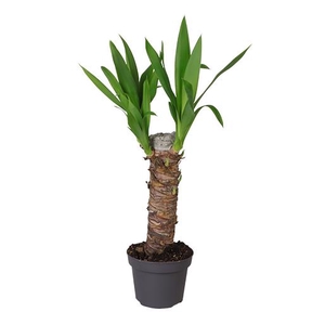 YUCCA ELEPHANTIPES P12