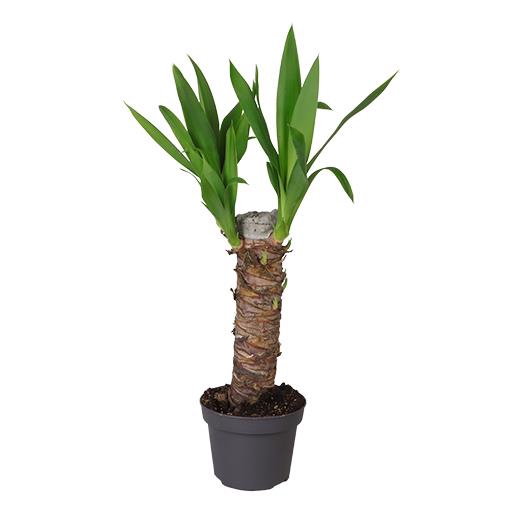 <h4>YUCCA ELEPHANTIPES P12</h4>