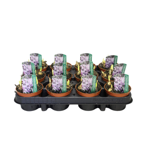 Bol op pot Chionodoxa