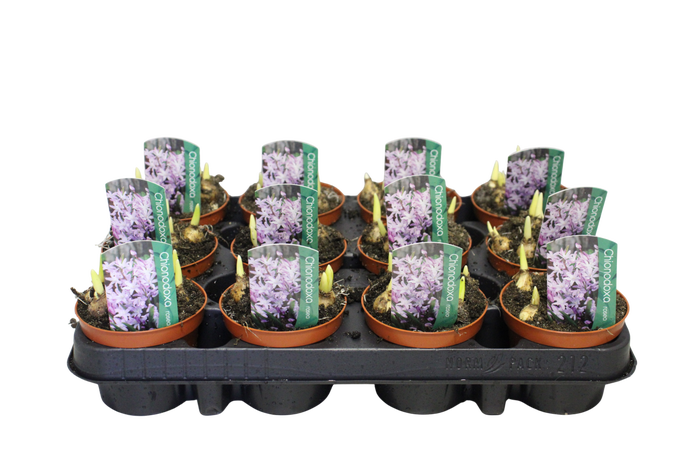 <h4>Bol op pot Chionodoxa</h4>