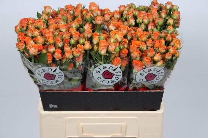 <h4>R TR SMASHING</h4>