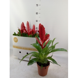 Vriesea  'Stream'