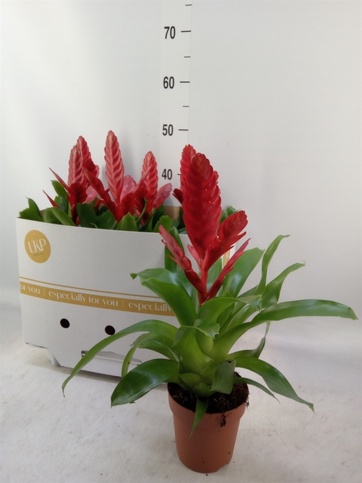 <h4>Vriesea  'Stream'</h4>