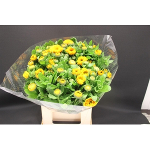 Calendula Ov Geel