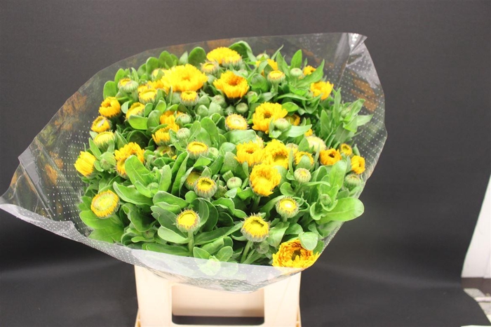 <h4>Calendula Ov Geel</h4>