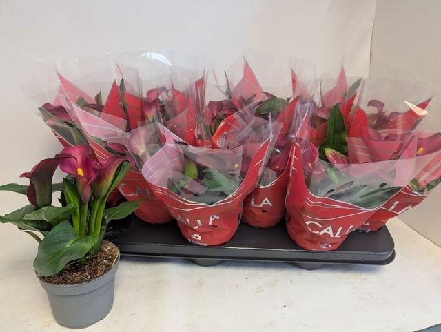 Zant Royal Valentine