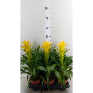 Guzmania  'Desire'