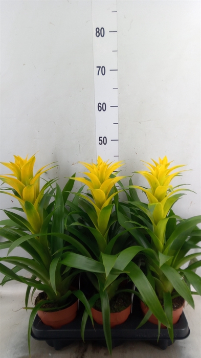<h4>Guzmania  'Desire'</h4>