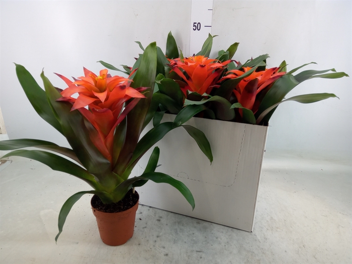 <h4>Guzmania  'Fiero Orange'</h4>