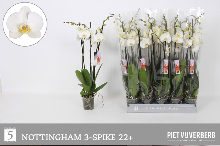 <h4>PHAL AN NOTTINGHAM</h4>