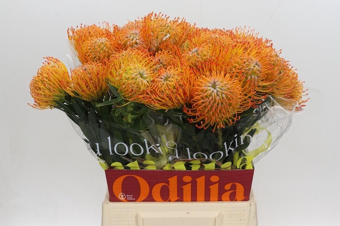 <h4>LEUCO AYOBA SUN</h4>