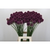 Allium Sphaerocephalon