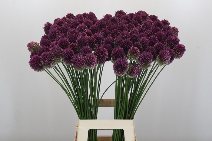 <h4>Allium Sphaerocephalon</h4>