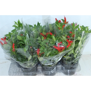 AESCHYNANTHUS SPECIOSUS P15