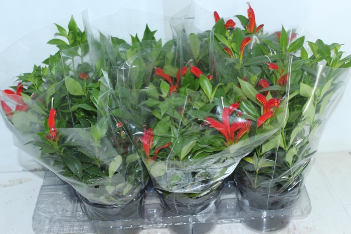 <h4>AESCHYNANTHUS SPECIOSUS P15</h4>
