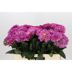 Dahlia Annamarie