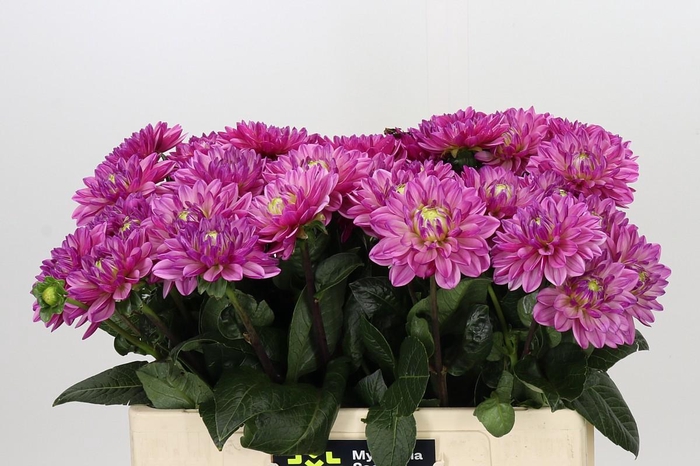 <h4>Dahlia Annamarie</h4>