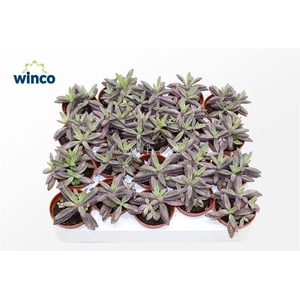 Kalanchoe Daigremontiana Pink