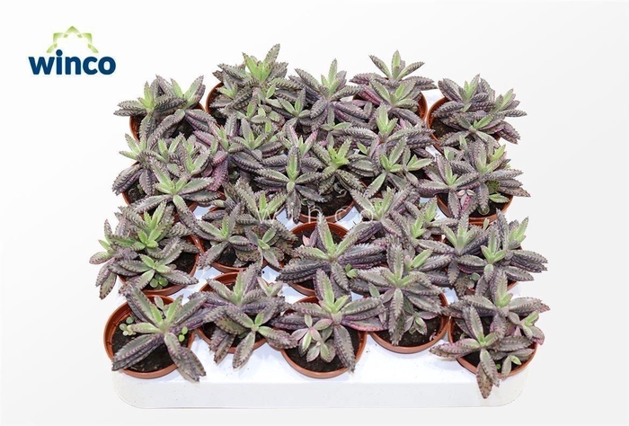 <h4>Kalanchoe Daigremontiana Pink</h4>