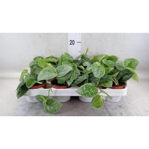 Scindapsus pictus 'Silvery Ann'