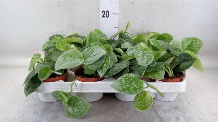 <h4>Scindapsus pictus 'Silvery Ann'</h4>