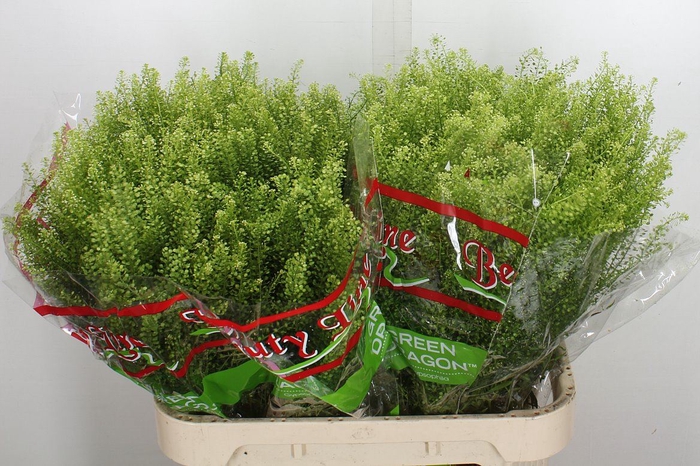 <h4>Lepidium virgin. 'Green Dragon'</h4>