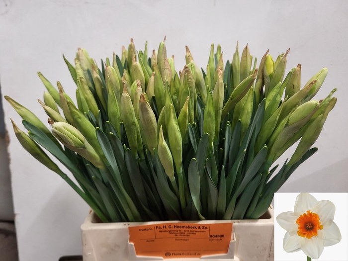 <h4>NARC G JOHAN STRAUSS</h4>