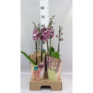 Phalaenopsis   ...