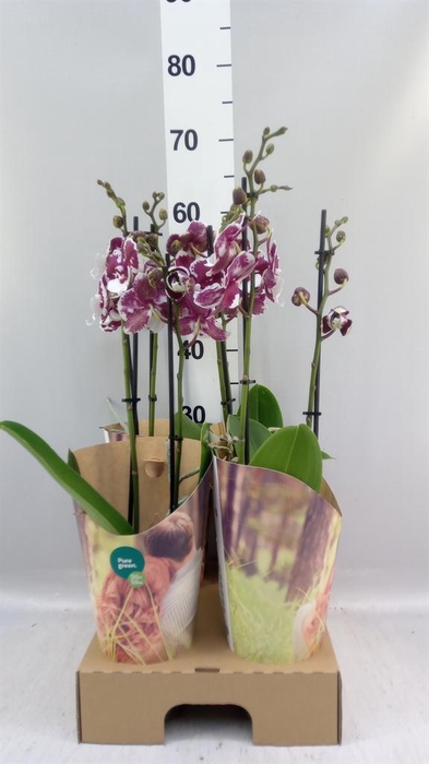 <h4>Phalaenopsis   ...</h4>