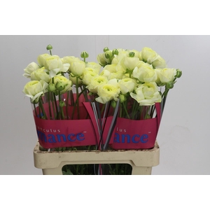 Ranunculus Romance Espalion