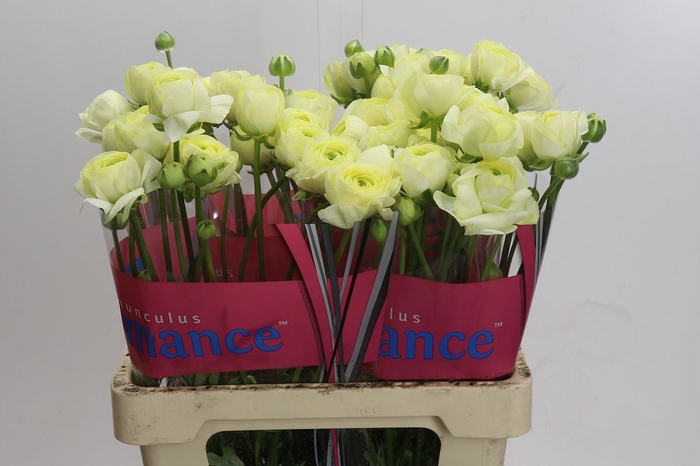 <h4>Ranunculus Romance Espalion</h4>
