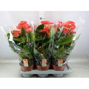 Anthurium andr. 'Sierra Orange'