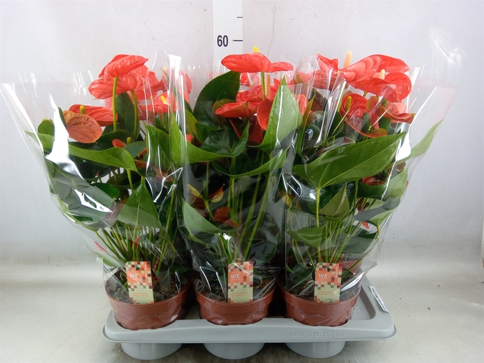 <h4>Anthurium andr. 'Sierra Orange'</h4>