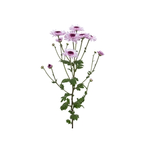 CRISANTEMO SANTINI TRAPANI 080 CM
