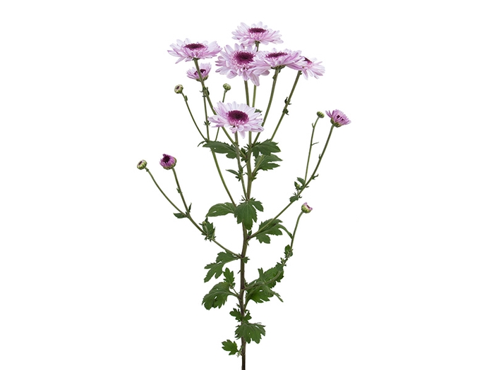 <h4>CRISANTEMO SANTINI TRAPANI 080 CM</h4>
