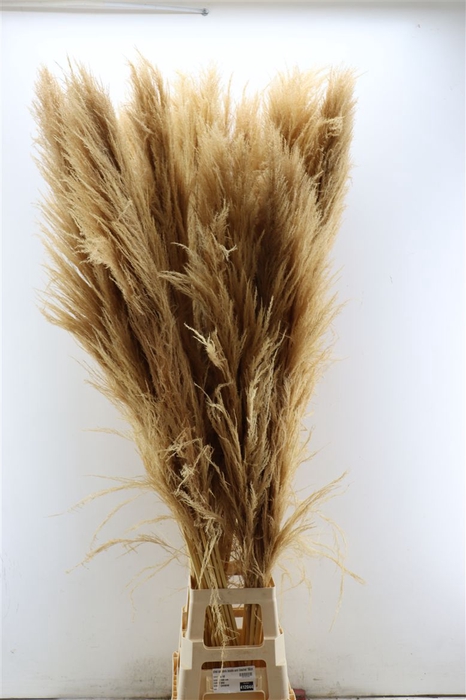 <h4>Dried Cortaderia Zaquara Semi Bleached 160cm</h4>