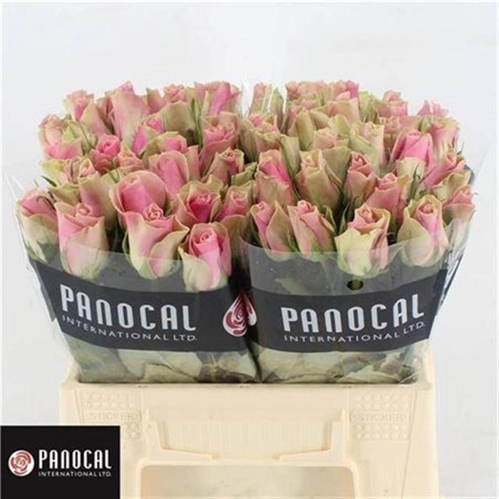 <h4>R GR BELLE ROSE</h4>