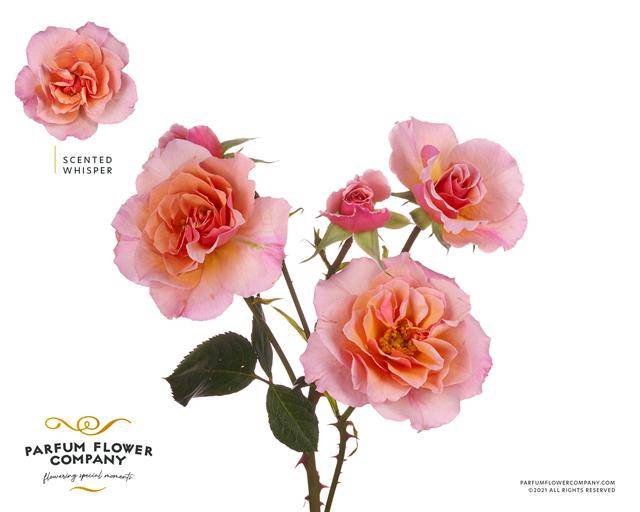 Rosa spray garden scented whisper