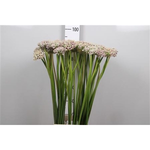 Allium Silverspring