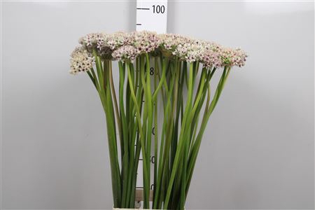 <h4>Allium Silverspring</h4>