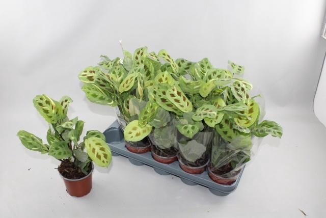 <h4>MARANTA FIESTA</h4>