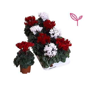 Cyclamen-KERST ROOD-WIT