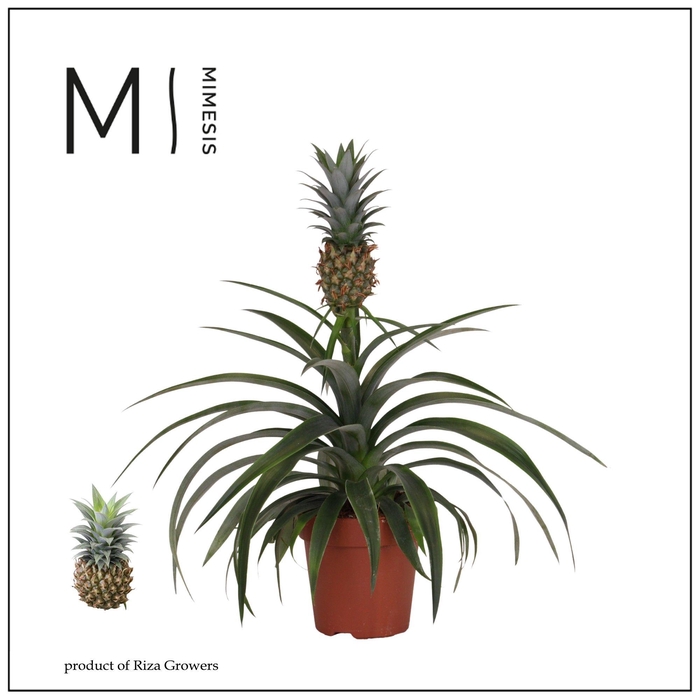 <h4>Ananas Mi Amigo - 12 cm | Mimesis</h4>