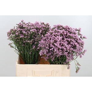 LIMONIUM MR. SILVER PINK LIM MR SIL