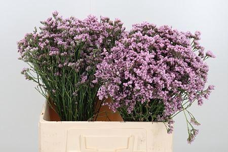 <h4>LIMONIUM MR. SILVER PINK LIM MR SIL</h4>