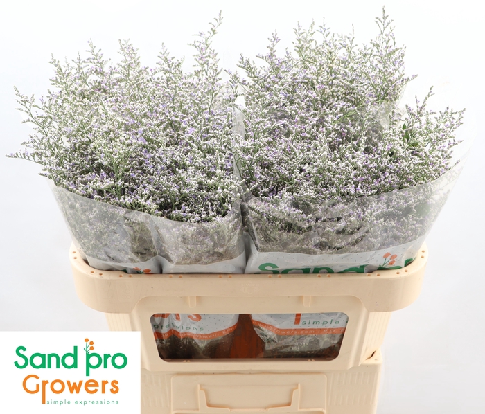 <h4>Limonium 'Misty Blue'</h4>