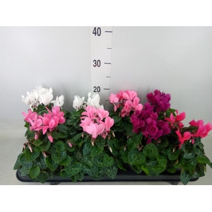 Cyclamen KL 'Carino'