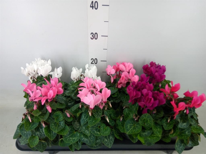 <h4>Cyclamen KL 'Carino'</h4>