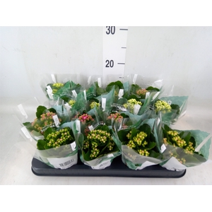 Kalanchoe blos. 'RosDon Collection'