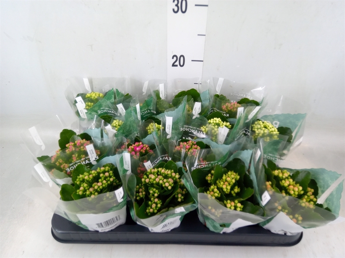 <h4>Kalanchoe blos. 'RosDon Collection'</h4>